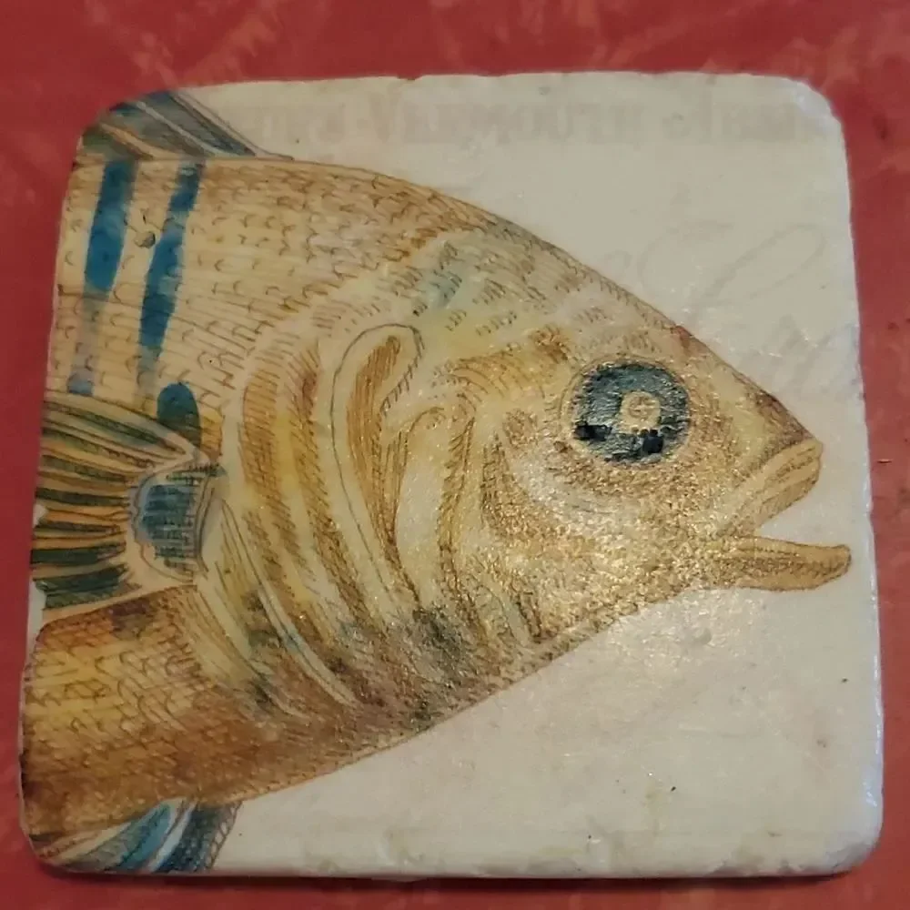 Tim Coffey Fish Sone Coasters Set of 4 Cork Backs Fishing Man Cave Marine Life